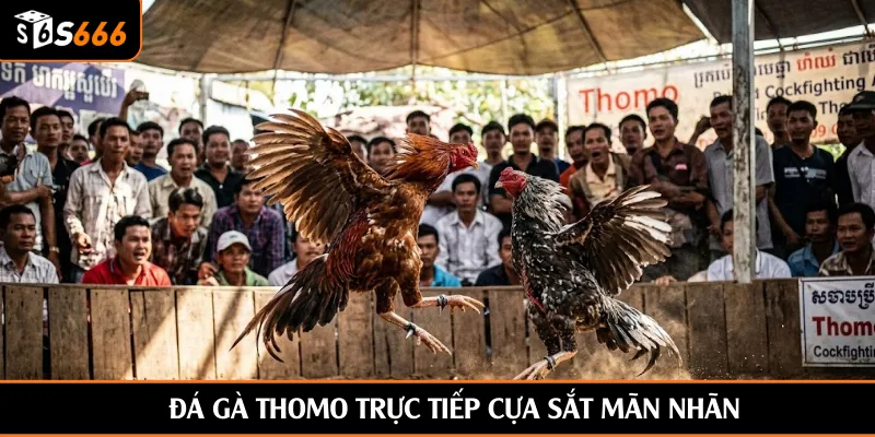 Đá gà Thomo trực tiếp cựa sắt mãn nhãn