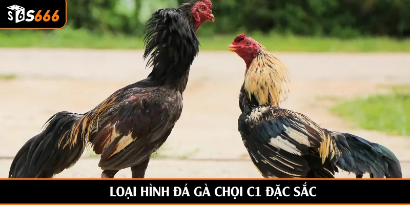 Loại hình đá gà chọi C1 đặc sắc
